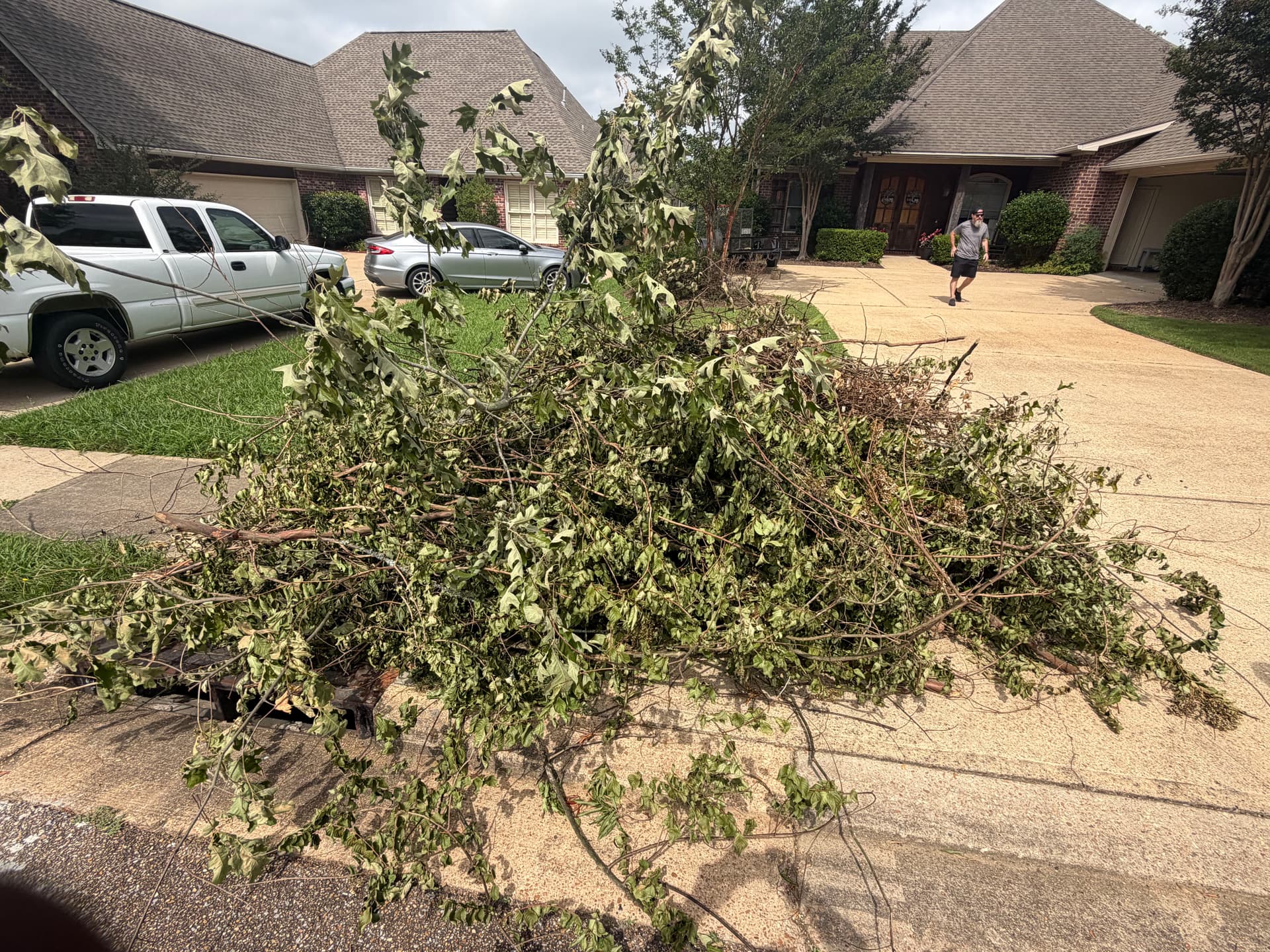 Gallery photos for Large Limb and Brush Removal Completed in Brandon MS: Image #1