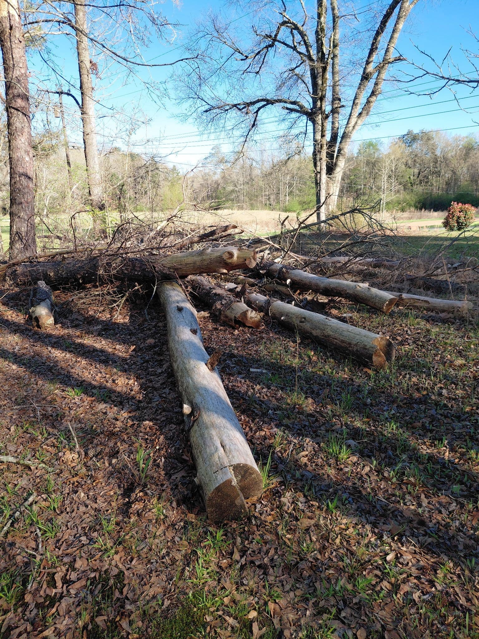 Project Fallen Branches and Logs Cluttering Your Yard? We Handle It image