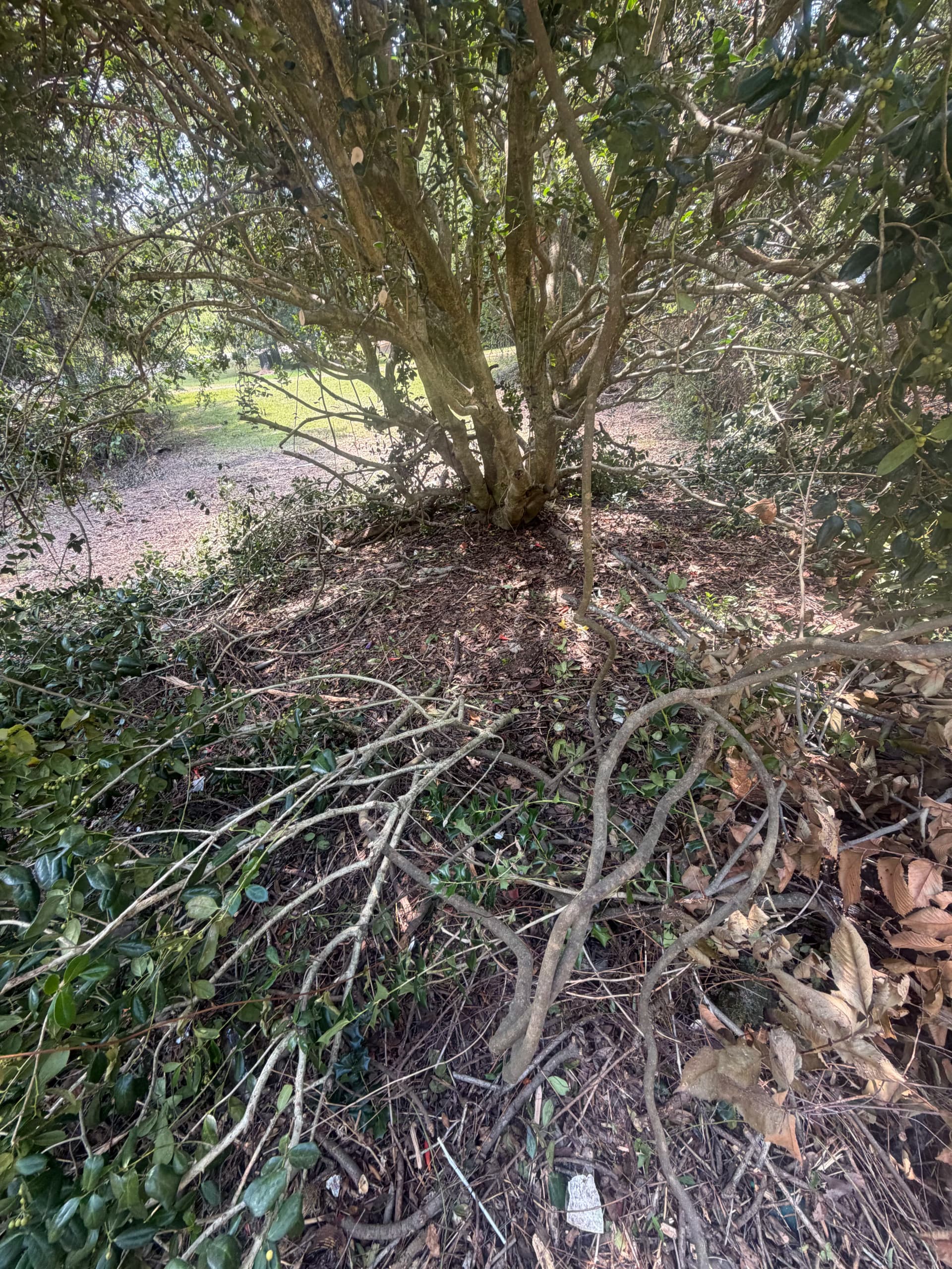 Gallery photos for Carport Cleanout and Yard Debris Removal in Brandon MS: Image #3