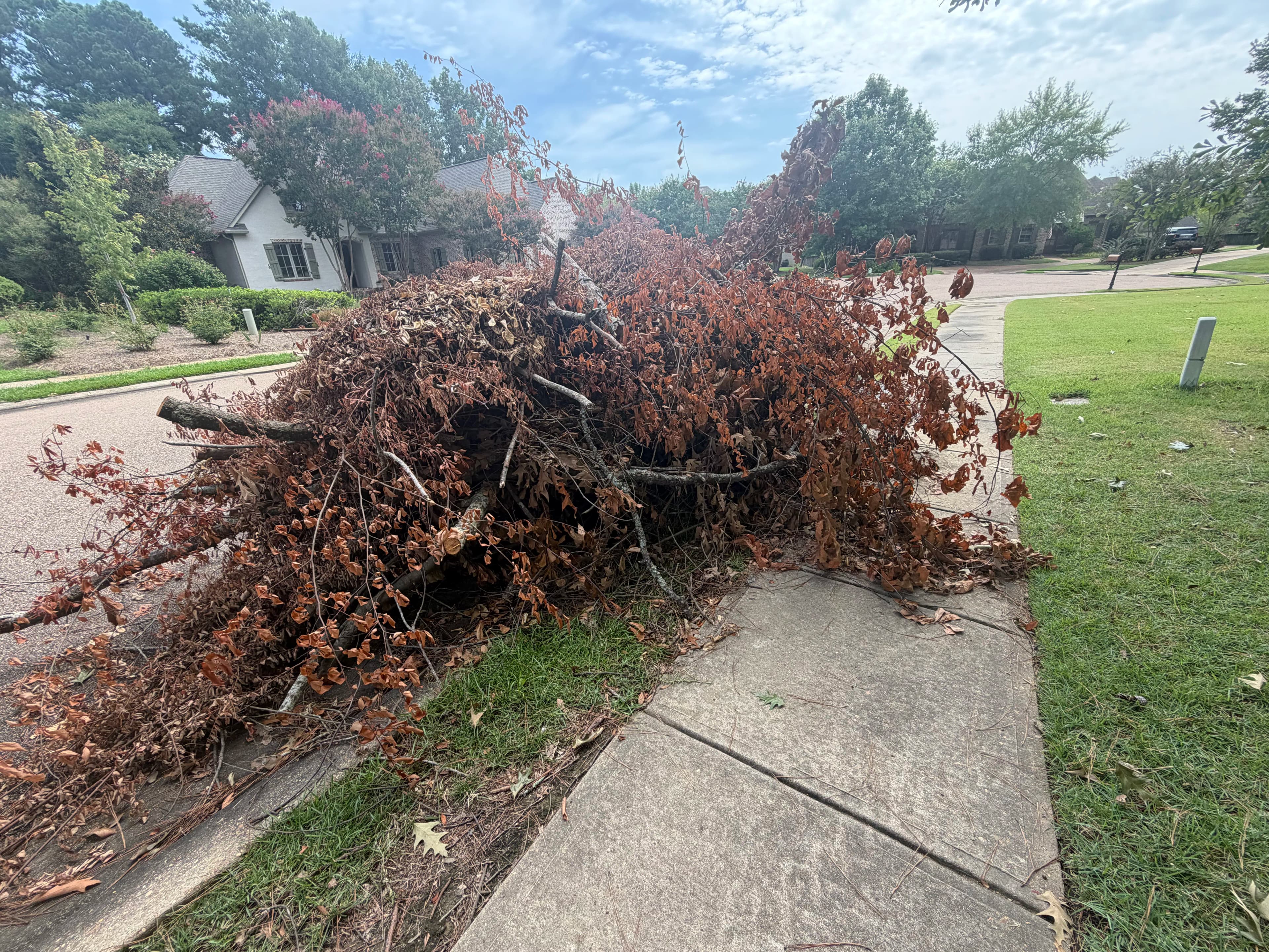 Project Brush Pile Haul-Off Clears Madison Curb and Sidewalk Fast image