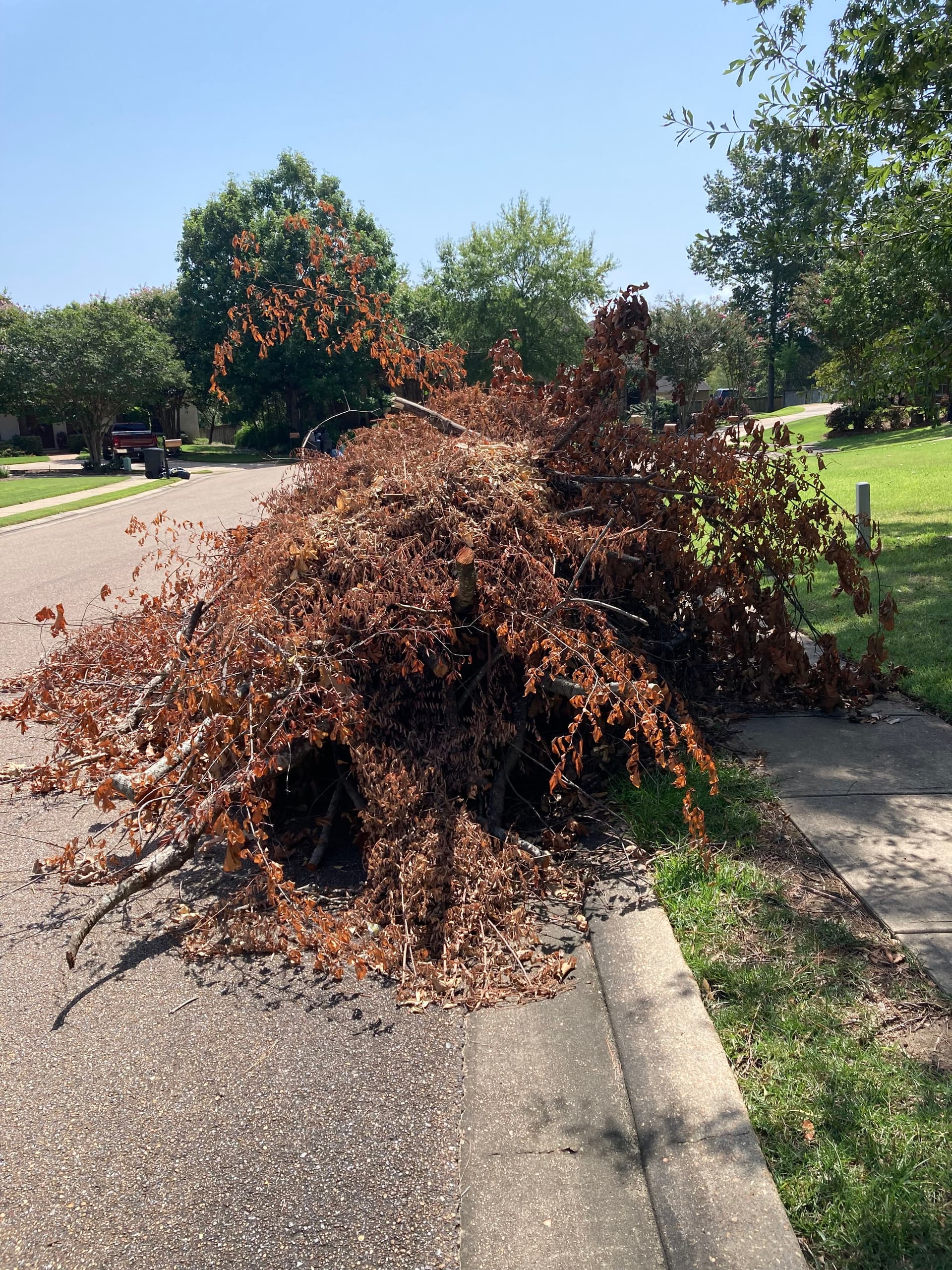 Gallery photos for Brush Pile Haul-Off Clears Madison Curb and Sidewalk Fast: Image #2