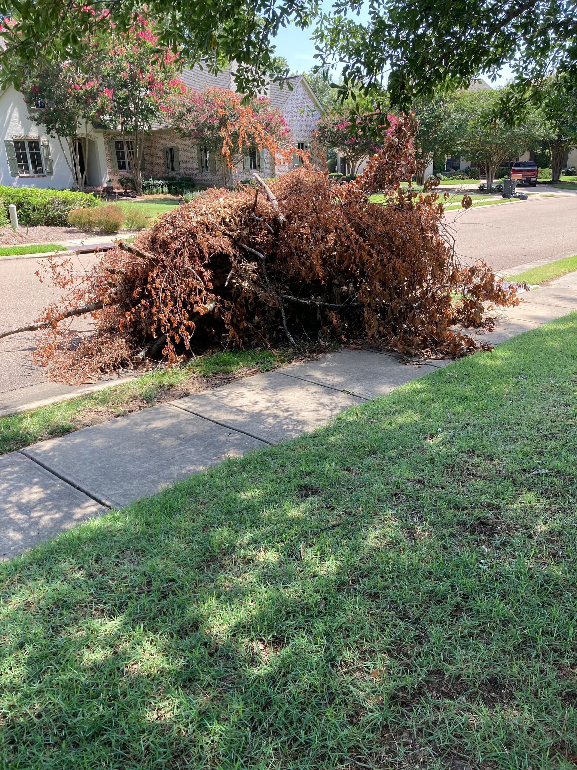 Gallery photos for Brush Pile Haul-Off Clears Madison Curb and Sidewalk Fast: Image #1