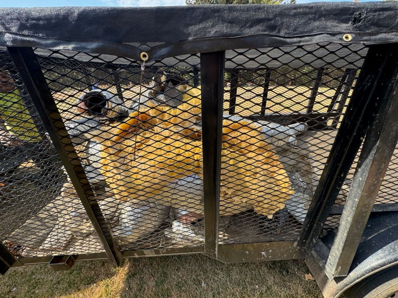 Efficient Debris Cleanup in Rose Hill image