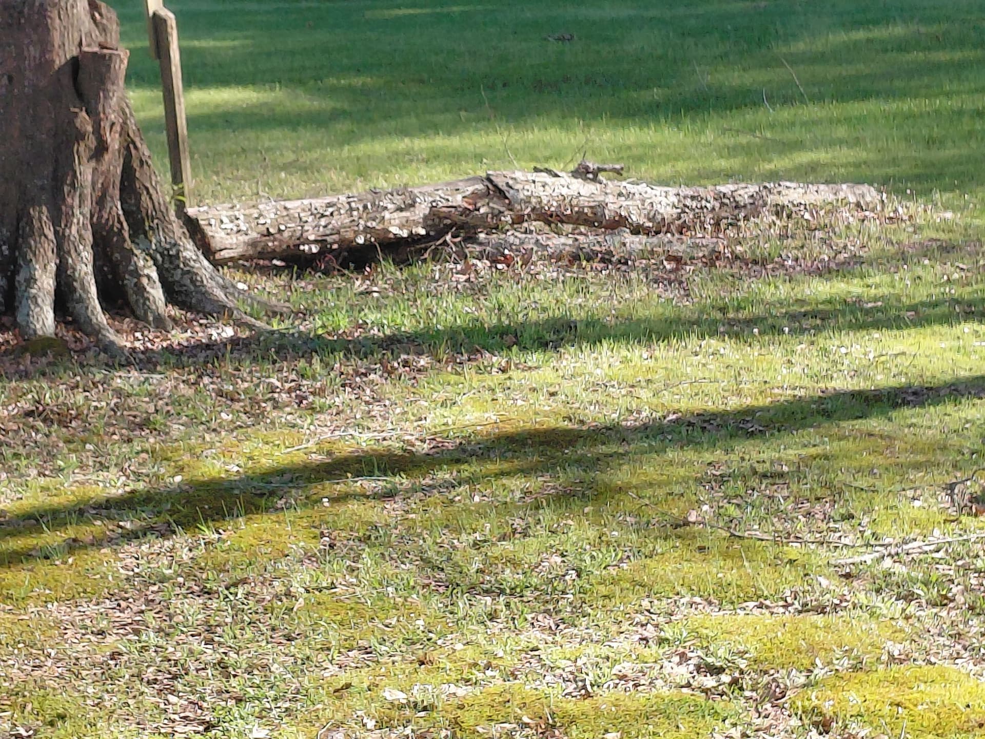 Gallery photos for Fallen Branches and Logs Cluttering Your Yard? We Handle It: Image #1